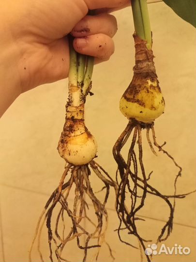 Эухарис, или амазонская лилия