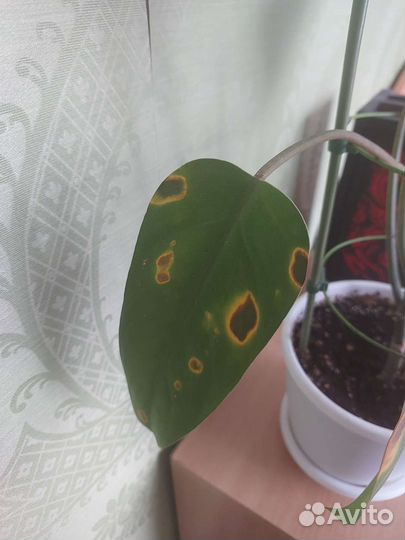 Филодендрон Red Emerald