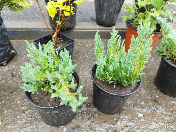 Можжевельник