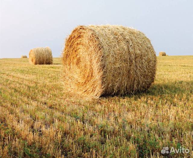 Прекрасная солома (пшеница, ячмень)