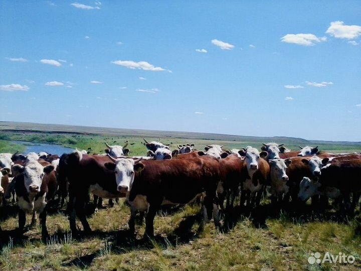 Нетели племенные 200 гол., казахская белоголовая