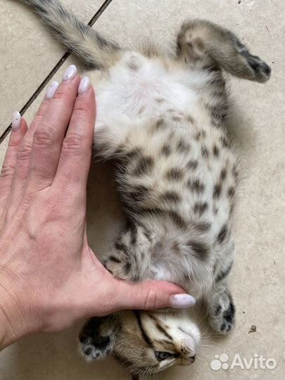 Бенгальская