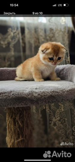 Котята