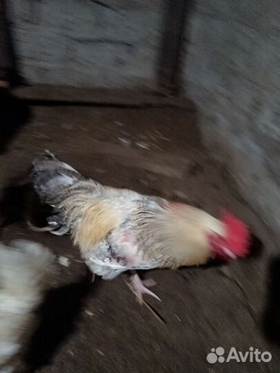 Молодые петухи