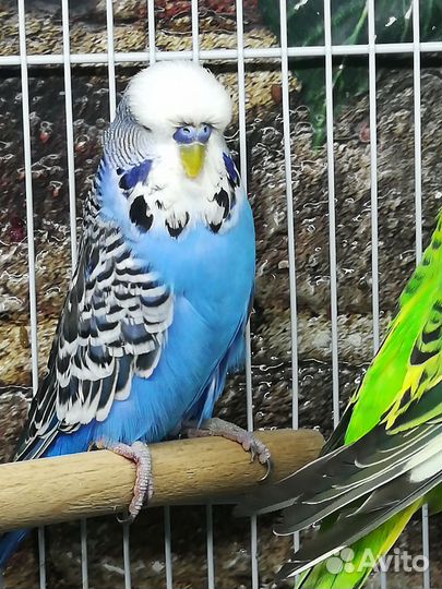 Попугаи ввп чехи пара, птенцы