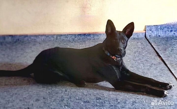 Собака в дар