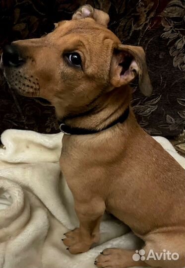 Щенок мальчик