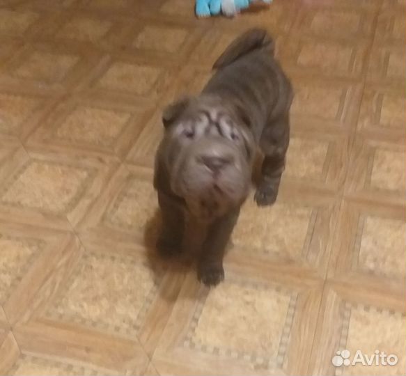 Щенок Шарпея