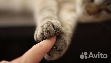 Передержка