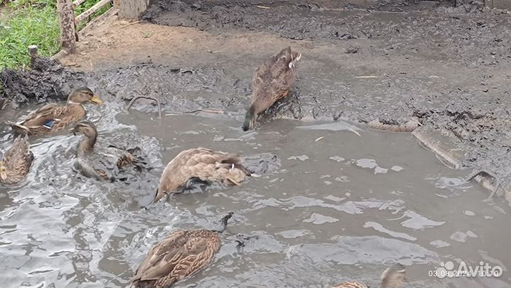 Подсадные Утки для Охоты