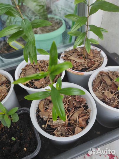 Гранат комнатный