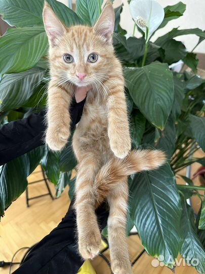 Матео, ищет дом. Возраст, 2,5 месяца