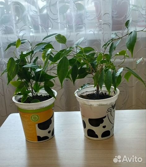Продам домашние цветы