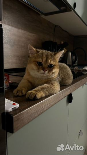 Британская шиншилла совладение
