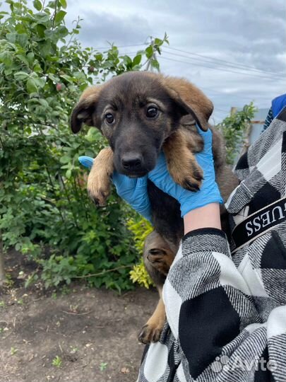 Щенок в добрые руки