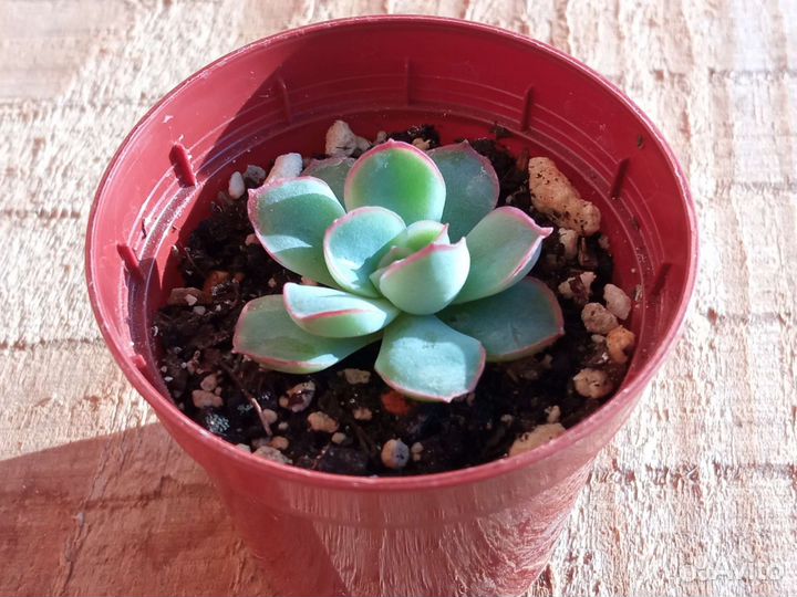 Суккуленты