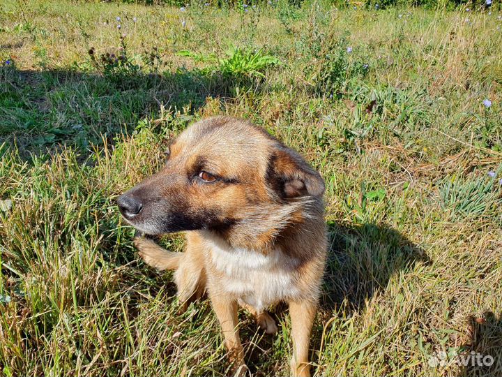 Пристраивается бездомный пёс