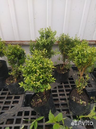 Саженцы самшита
