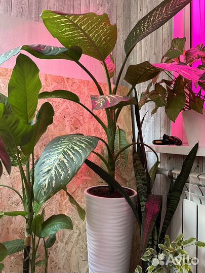 Диффенбахия