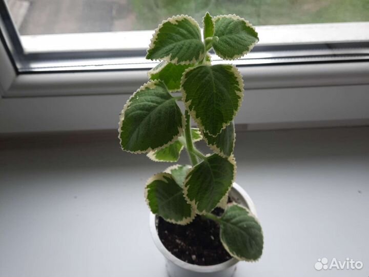 Комнатная мята