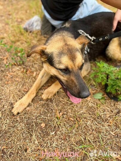 Собака в добрые руки отдам бесплатно щенок