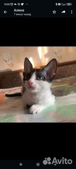 Продаются котята Девон рекс