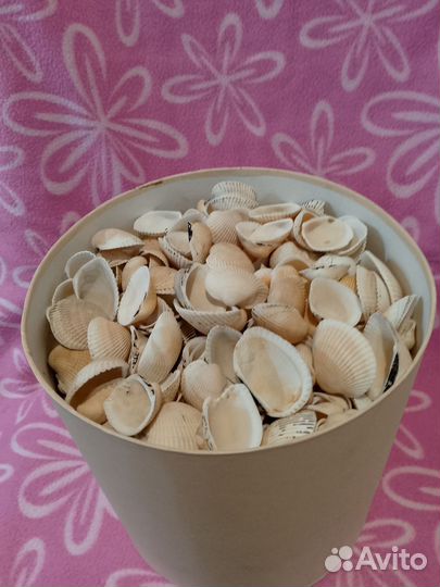 Ракушки