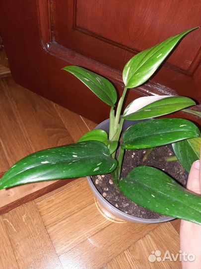 Филодендрон Кобра с белой вариегатностью