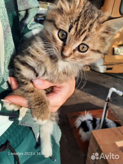 Котята в добрые руки бесплатно