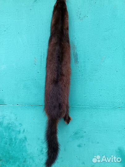 Хорёк, норка и соболь