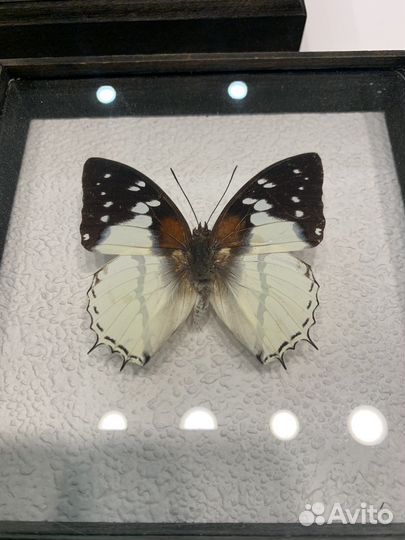 Набор 3 бабочки и жук