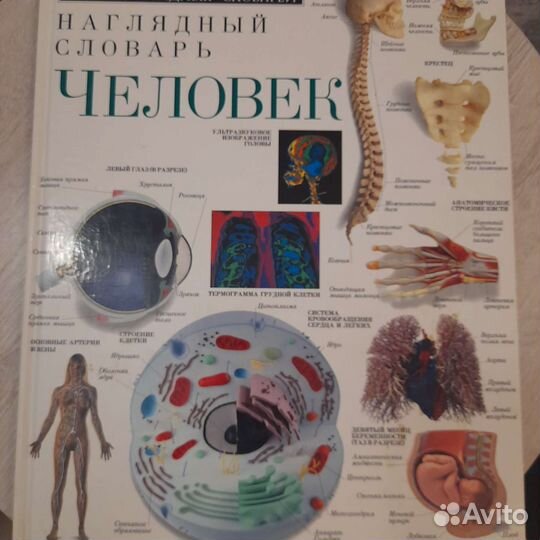 Детская энциклопедия анатомия человека