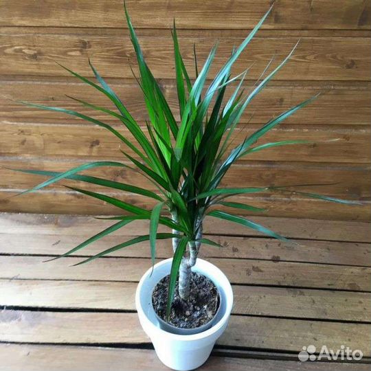 Драцена (2 Сорта)