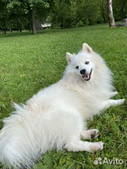 Вязка собак шпиц japan