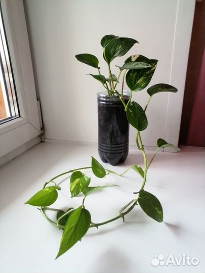 Сциндапсус золотистый Голден Квин длина 1 метр