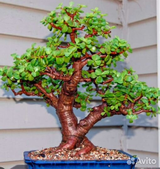 Портулакария (3 вида) -для бонсай