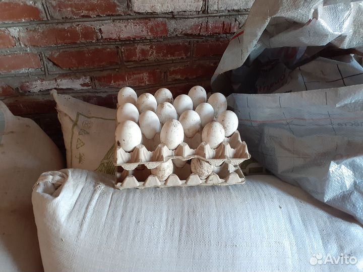 Яйцо инкубационное гусиное
