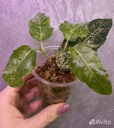 Фикус альтиссима нью клон