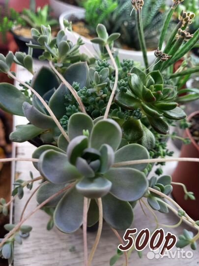 Суккуленты, Мини садик, Крассулы