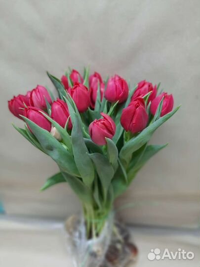 Пионовидные тюльпаны