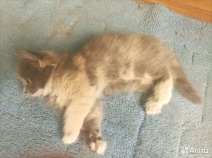 Отдам бесплатно котенка