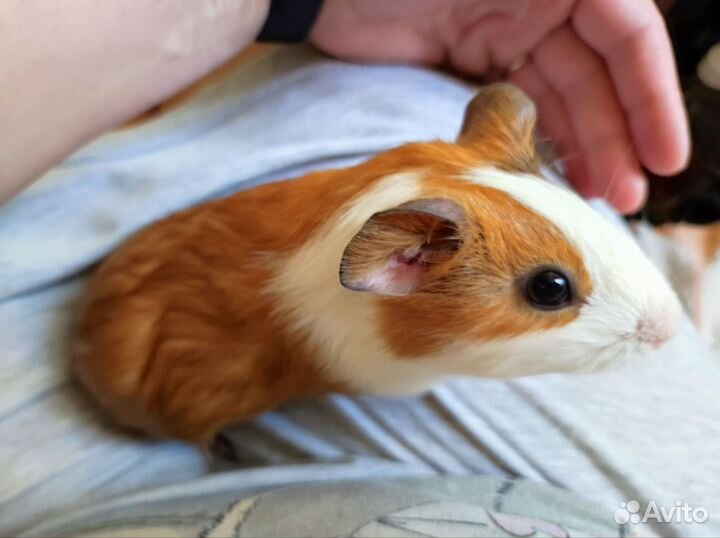 Морская свинка 2 месяца