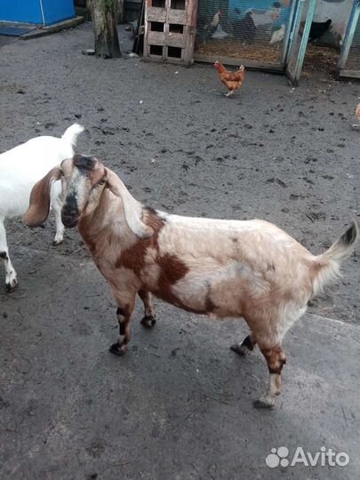 Англо нубийские козы