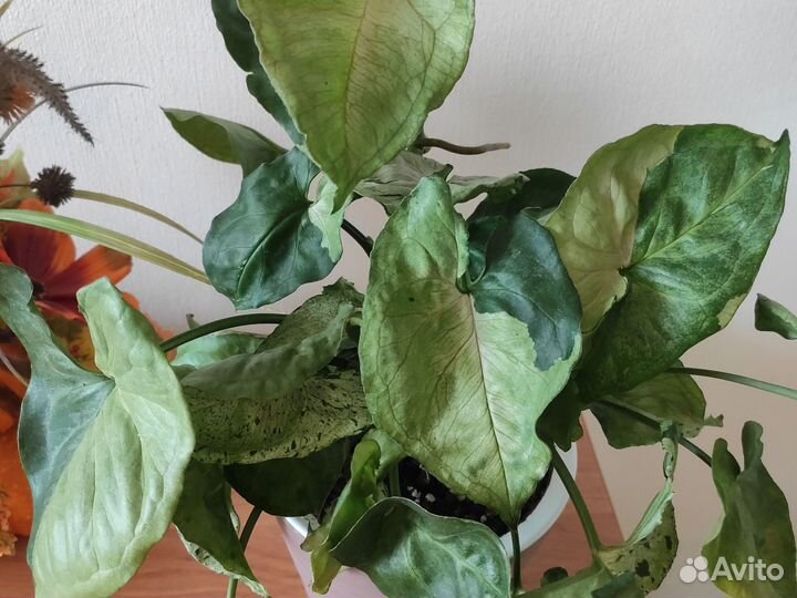 Сингониум серый призрак