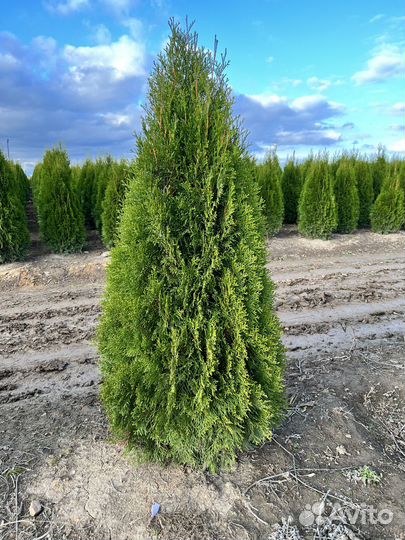 Туя западная 