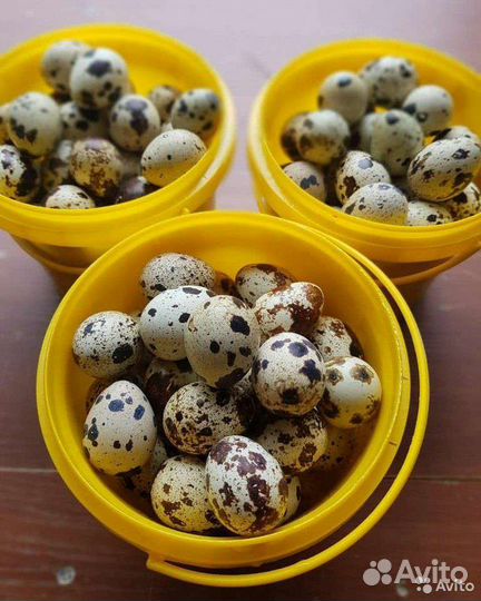 Яйца перепелиные домашние