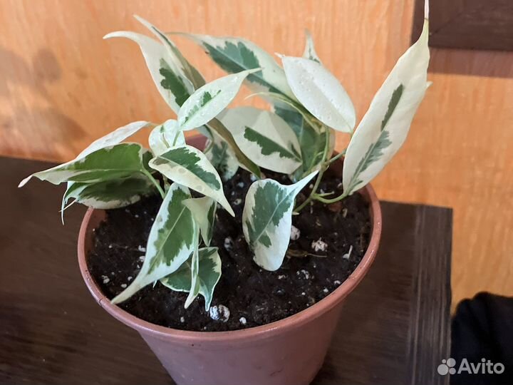 Фикус де гантель