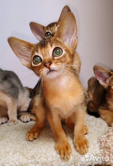 Абиссинские котики