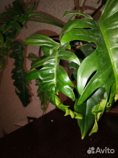 Филодендрон