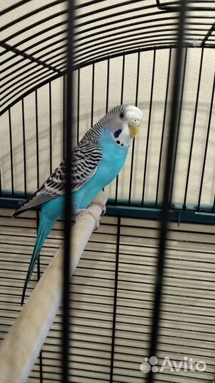 Волнистые попугаи пара с просторной клеткой